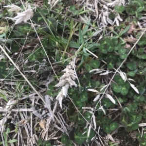Eragrostis brownii at Cook, ACT - 27 Aug 2021