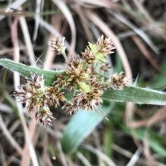 Luzula densiflora (Dense Wood-rush) at Cook, ACT - 27 Aug 2021 by MattFox