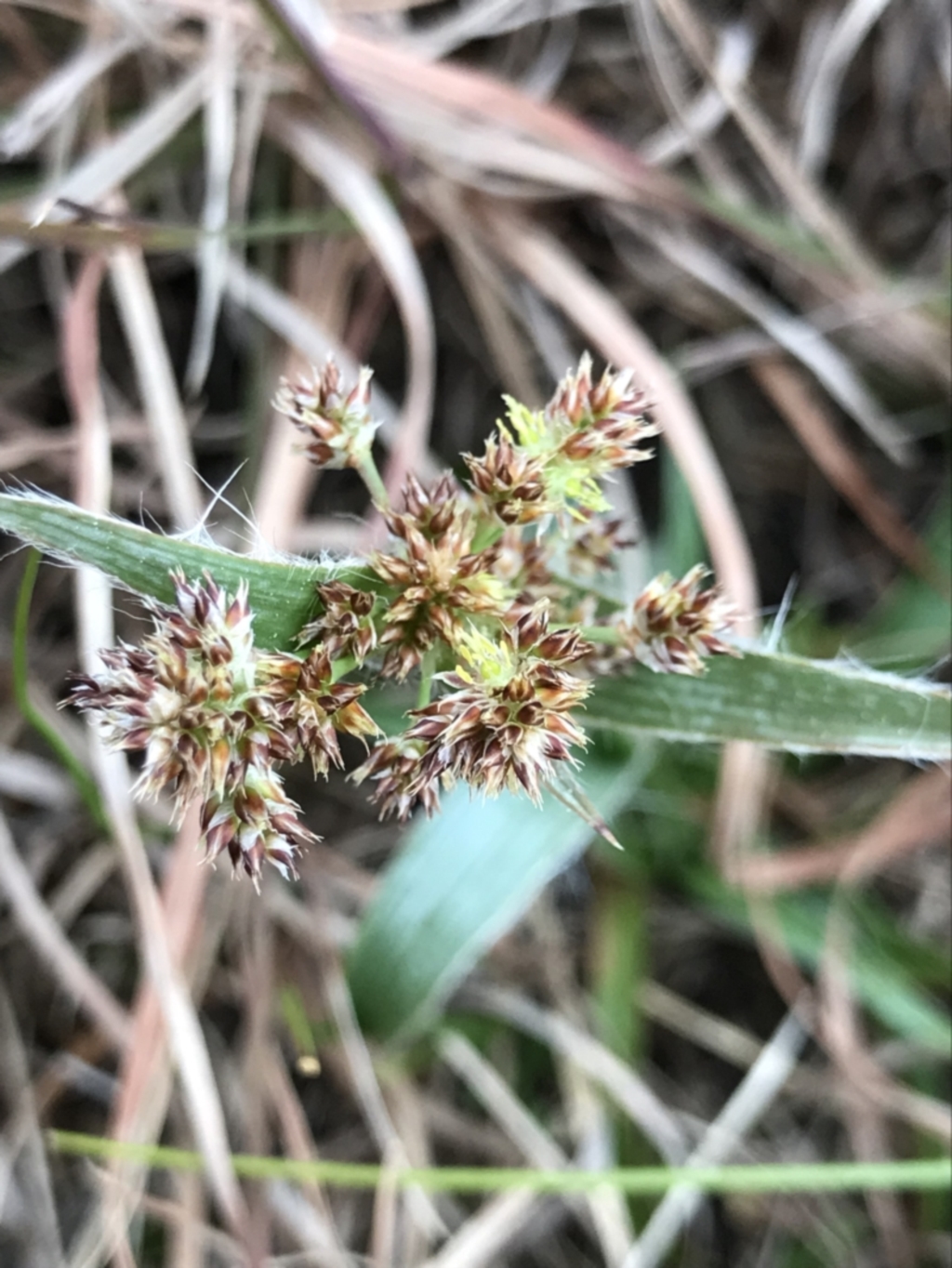 Luzula densiflora at Cook, ACT - 27 Aug 2021