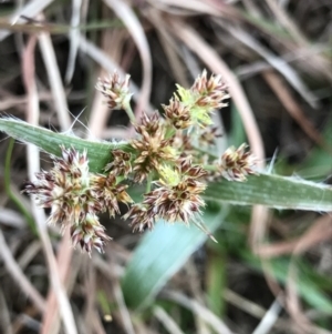 Luzula densiflora at Cook, ACT - 27 Aug 2021