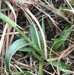 Luzula densiflora at Cook, ACT - 27 Aug 2021 03:31 PM