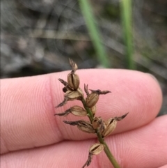 Corunastylis sp. (A Midge Orchid) at Aranda Bushland - 27 Aug 2021 by MattFox