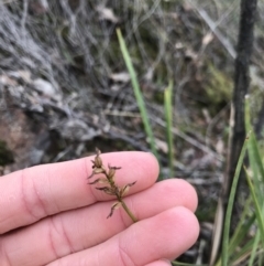 Corunastylis sp. at Aranda, ACT - 27 Aug 2021