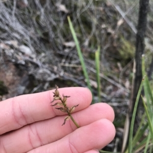 Corunastylis sp. at Aranda, ACT - 27 Aug 2021