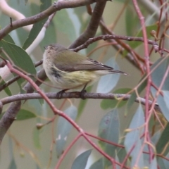 Smicrornis brevirostris (Weebill) at Wodonga - 27 Aug 2021 by Kyliegw