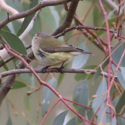 Smicrornis brevirostris (Weebill) at Felltimber Creek NCR - 27 Aug 2021 by Kyliegw