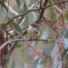 Smicrornis brevirostris at West Wodonga, VIC - 27 Aug 2021 12:08 PM