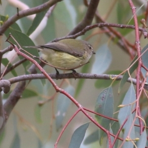 Smicrornis brevirostris at West Wodonga, VIC - 27 Aug 2021 12:08 PM