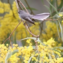 Rhipidura albiscapa (Grey Fantail) at West Wodonga, VIC - 27 Aug 2021 by Kyliegw