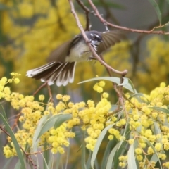 Rhipidura albiscapa at West Wodonga, VIC - 27 Aug 2021