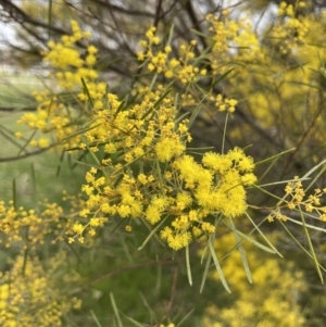 Acacia boormanii at Hall, ACT - 26 Aug 2021