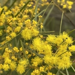 Acacia boormanii at Hall, ACT - 26 Aug 2021 03:44 PM