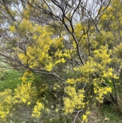 Acacia boormanii at Hall, ACT - 26 Aug 2021