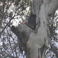 Callocephalon fimbriatum (Gang-gang Cockatoo) at O'Malley, ACT - 26 Aug 2021 by Mike