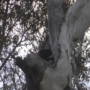 Callocephalon fimbriatum at O'Malley, ACT - suppressed