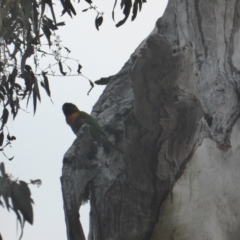 Trichoglossus moluccanus (Rainbow Lorikeet) at O'Malley, ACT - 26 Aug 2021 by Mike