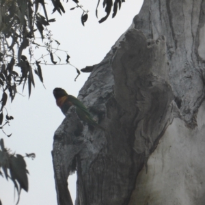 Trichoglossus moluccanus at O'Malley, ACT - 26 Aug 2021