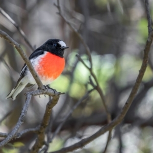 Petroica boodang at Majura, ACT - 15 Aug 2021