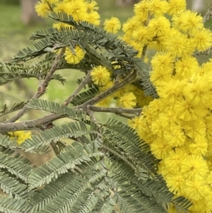 Acacia dealbata at Hall, ACT - 26 Aug 2021