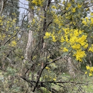 Acacia dealbata at Hall, ACT - 26 Aug 2021