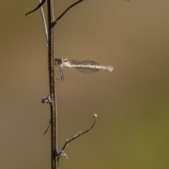 Austrolestes sp. (genus) (Ringtail damselfy) at Mount Ainslie - 15 Aug 2021 by trevsci
