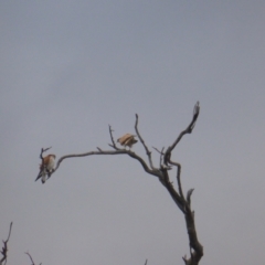 Falco cenchroides (Nankeen Kestrel) at Mount Mugga Mugga - 26 Aug 2021 by Mike