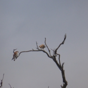 Falco cenchroides at O'Malley, ACT - 26 Aug 2021 04:31 PM