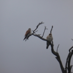 Falco cenchroides at O'Malley, ACT - 26 Aug 2021