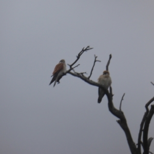 Falco cenchroides at O'Malley, ACT - 26 Aug 2021