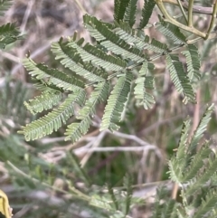Acacia decurrens (Green Wattle) at Hall, ACT - 26 Aug 2021 by JaneR