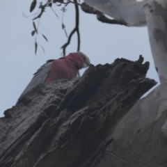 Eolophus roseicapilla (Galah) at O'Malley, ACT - 26 Aug 2021 by Mike