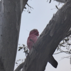 Eolophus roseicapilla at O'Malley, ACT - 26 Aug 2021 04:40 PM