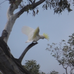 Cacatua galerita (Sulphur-crested Cockatoo) at Mount Mugga Mugga - 26 Aug 2021 by Mike