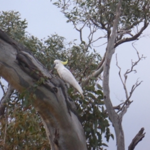 Cacatua galerita at O'Malley, ACT - 26 Aug 2021 04:49 PM