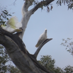 Cacatua galerita at O'Malley, ACT - 26 Aug 2021 04:49 PM