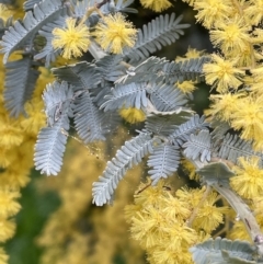 Acacia baileyana (Cootamundra Wattle, Golden Mimosa) at Hall, ACT - 26 Aug 2021 by JaneR