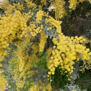 Acacia baileyana at Hall, ACT - 26 Aug 2021 03:46 PM