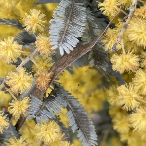 Acacia baileyana at Hall, ACT - 26 Aug 2021 03:46 PM