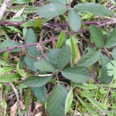 Rubus anglocandicans (Blackberry) at O'Malley, ACT - 26 Aug 2021 by Mike