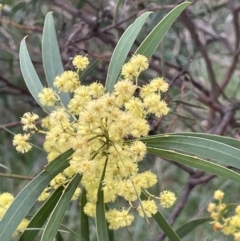 Acacia rubida (Red-stemmed Wattle, Red-leaved Wattle) at Jacka, ACT - 26 Aug 2021 by JaneR
