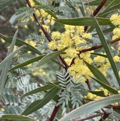 Acacia rubida at Jacka, ACT - 26 Aug 2021 03:57 PM