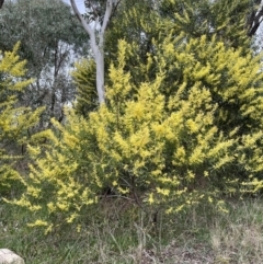 Acacia rubida at Jacka, ACT - 26 Aug 2021
