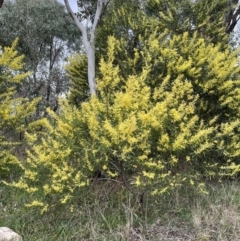 Acacia rubida at Jacka, ACT - 26 Aug 2021 03:57 PM