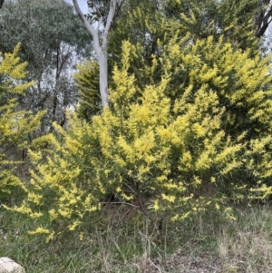 Acacia rubida at Jacka, ACT - 26 Aug 2021 03:57 PM