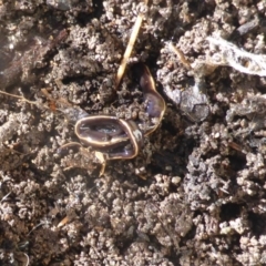 Caenoplana coerulea (Blue Planarian, Blue Garden Flatworm) at Isaacs, ACT - 15 Aug 2021 by Mike