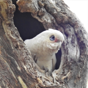 Cacatua sanguinea at Kambah, ACT - 27 Aug 2021