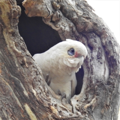 Cacatua sanguinea (Little Corella) at Lions Youth Haven - Westwood Farm A.C.T. - 27 Aug 2021 by HelenCross