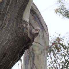 Cacatua sanguinea at Kambah, ACT - 27 Aug 2021