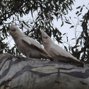 Cacatua sanguinea at Kambah, ACT - 27 Aug 2021