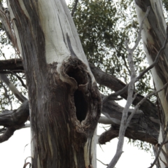 Cacatua sanguinea at Kambah, ACT - 27 Aug 2021